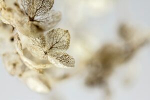 Navigating End-of-Life Choices: A Guide to Cremation Services and Options in Albury-Wodonga
