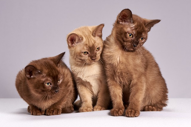pet-sitting-640x480-11170955.jpeg