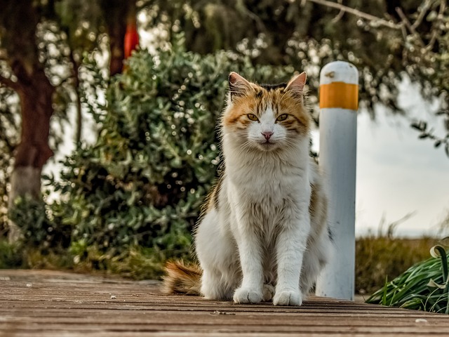 pet-sitting-640x480-19086016.jpeg