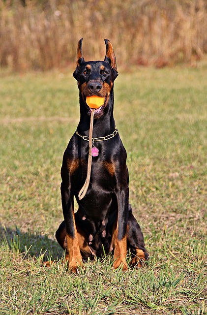 pet-sitting-640x480-30200436.jpeg