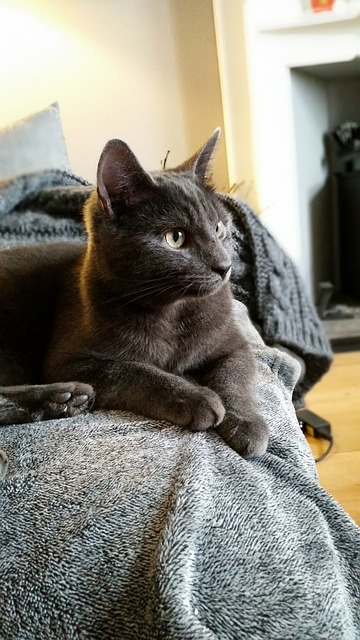 pet-sitting-640x480-39122375.jpeg