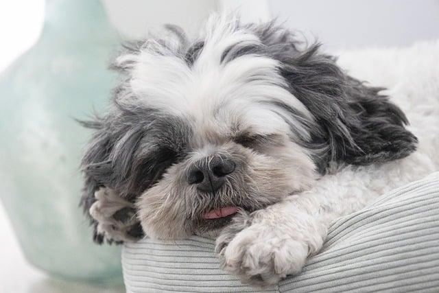 pet-sitting-640x480-46202226.jpeg