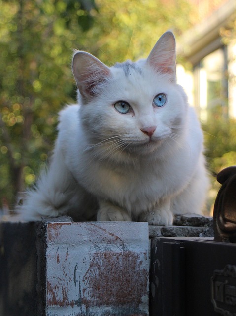 pet-sitting-640x480-46363406.jpeg
