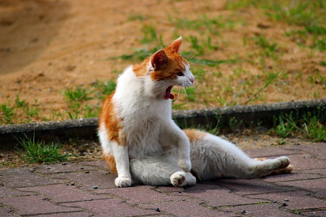 pet-sitting-640x480-4717115.jpeg