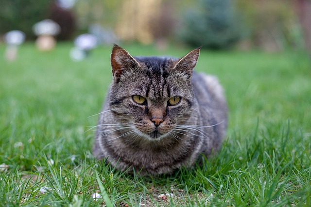 pet-sitting-640x480-82038681.jpeg