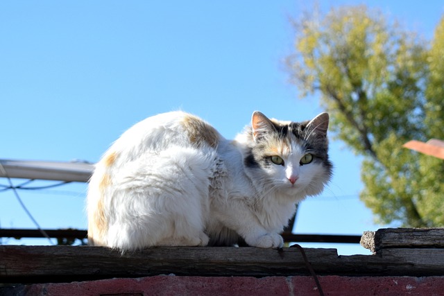 pet-sitting-640x480-85077342.jpeg