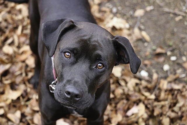 pet-sitting-640x480-87940033.jpeg