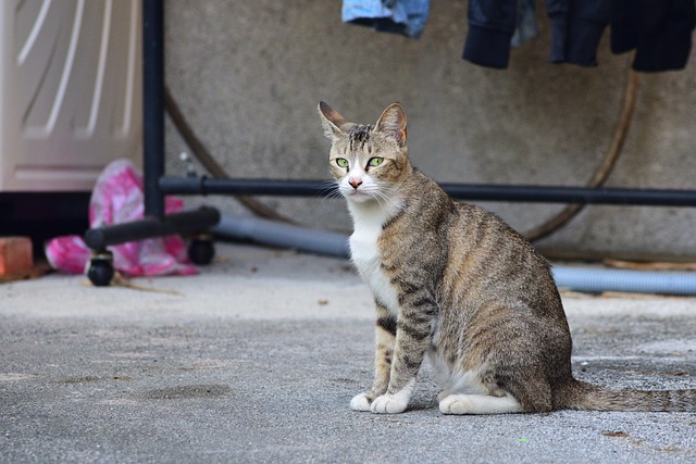 pet-sitting-640x480-93500851.jpeg