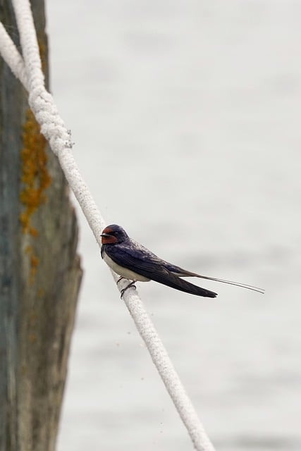 Boat rope