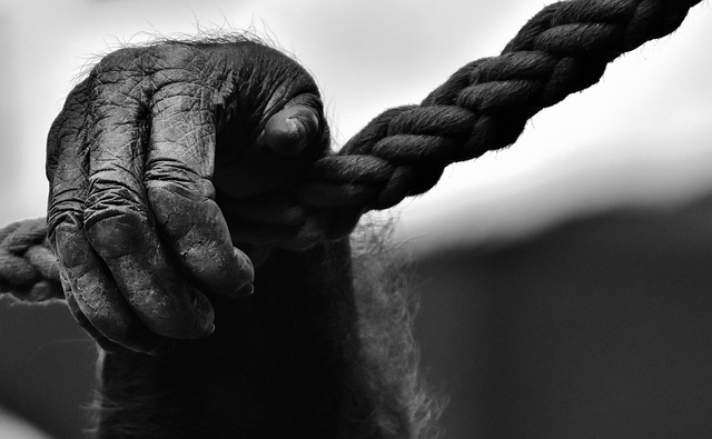 Boat rope