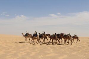 Australia’s Premier Custom Caravan Craftsmanship: Adventure and Comfort Redefined