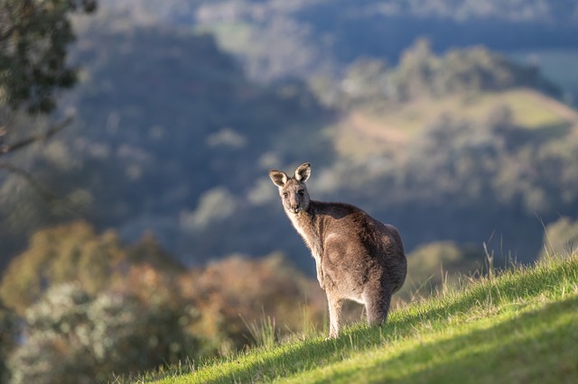 caravan manufacturer, caravans Australia