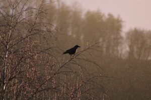 Navigating Grief: A Guide to Funeral Support and Resources in Victoria