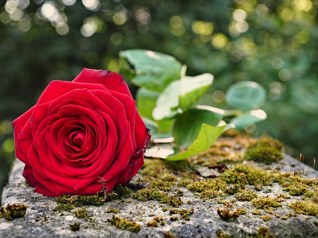 caring, grief, support 