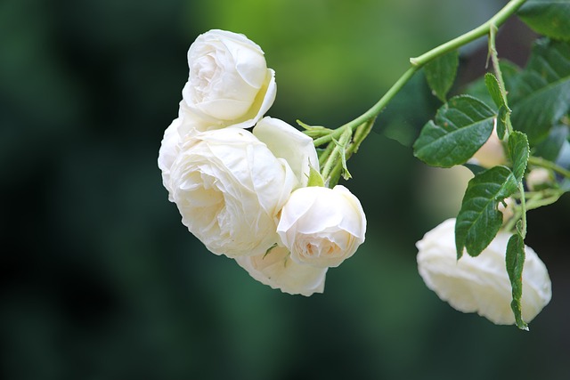 caring, grief, support, funeral