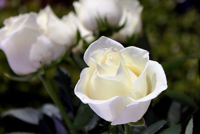 caring, grief, support, funeral