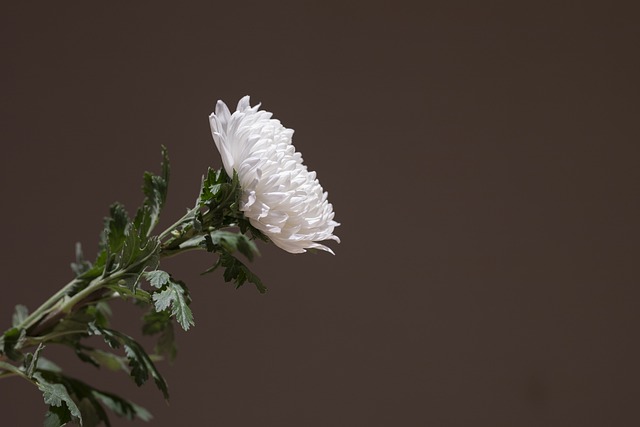 caring, grief, support, funeral