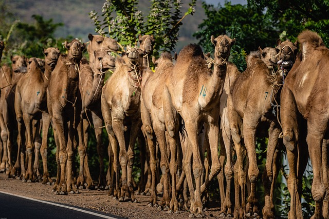 family caravan holidays, kids and Caravans, caravans traveling Australia 