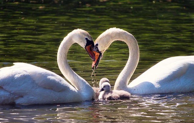 family love, caring for loved ones, funeral