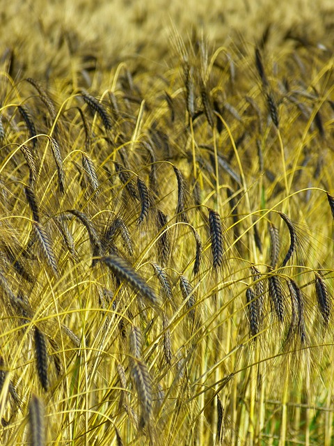 Farm Shed, 