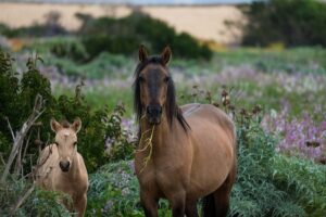 Optimizing Bathurst Livestock Protection with Premier Farm Shed Solutions