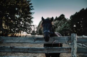 Optimal Farm Sheds: Top Picks and Custom Options in Oberon’s Agricultural Scene