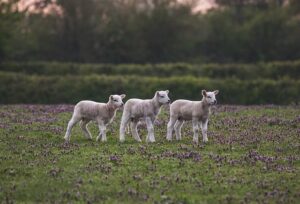 Optimizing Your Farm Storage: A Guide to Selecting Farm Sheds in Wagga
