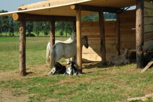Optimizing Your Space: Top Farm Shed Providers in Wagga Wagga for Quality Steel Solutions