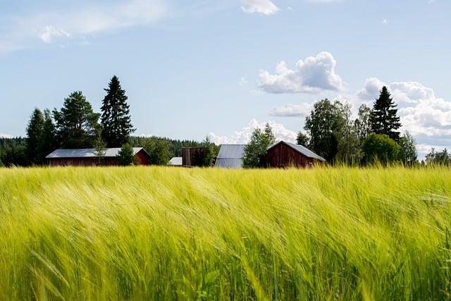 Farm Shed, 