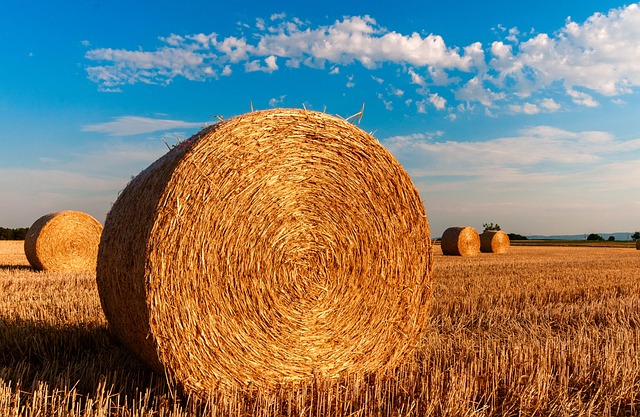 Farm Shed, 
