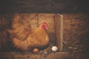 Cost-Saving Solutions for Durable Farm Sheds on Wagga Farms