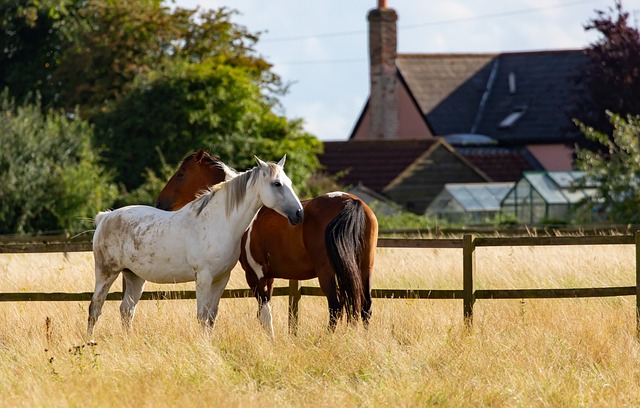Farm Shed, 