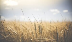 Optimizing Your Wagga Farm with Top-Rated Farm Shed Solutions