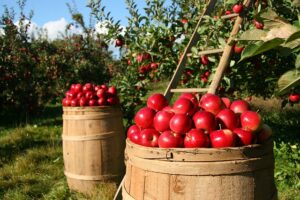 Strengthening Bathurst’s Agriculture: Durable Farm Shed Solutions for Climate Resilience