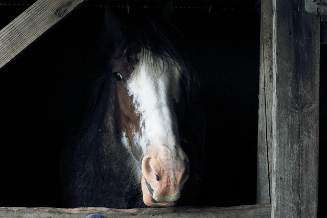 farm-shed-640x480-42101464.jpeg