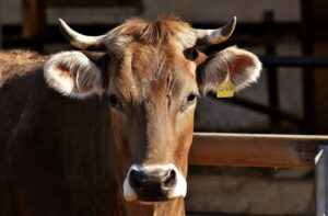 Enhancing Shepparton Farms with Customizable, Durable Farm Shed Solutions