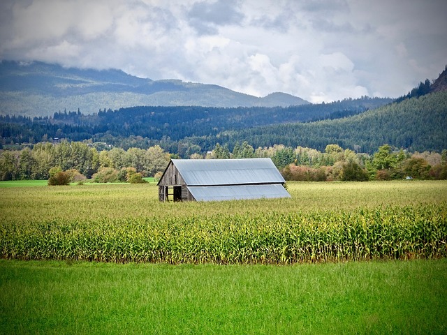 Farm Shed, 