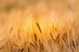 Maximizing Farm Shed Longevity: Maintenance Tips for Wagga Farmers