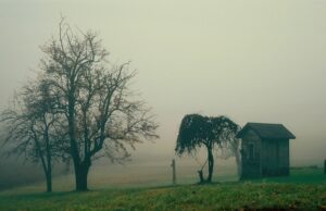 Custom Farm Shed Solutions: Tailored Options for Wagga Wagga NSW Agriculture