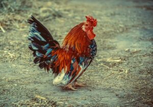 Optimizing Rural Efficiency: Durable Farm Shed Solutions in Wagga