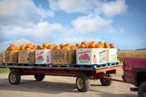 Cost-Effective and Durable Farm Shed Options in Wagga Wagga