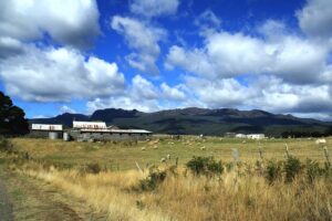Steel vs Wood: Durability, Costs, Design, and Environmental Impact of Farm Sheds in Shepparton