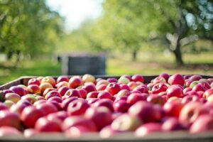 Optimizing Wagga Farms: Top Shed Types for Efficient Storage and Livestock Protection
