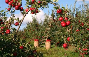 Maximizing Farm Efficiency with Robust Storage Solutions in Orange