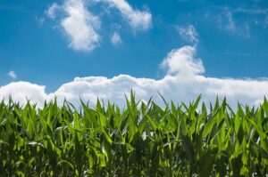 Optimizing Farm Shed Solutions: Custom Options for Wagga Wagga NSW