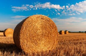 farm-shed-640x480-85635606.jpeg