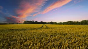 Optimizing Farm Sheds in Orange: Durability, Customization, and Economic Benefits for Local Agriculture