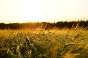 Optimizing Large Farm Sheds for Central Victoria’s Agricultural Needs