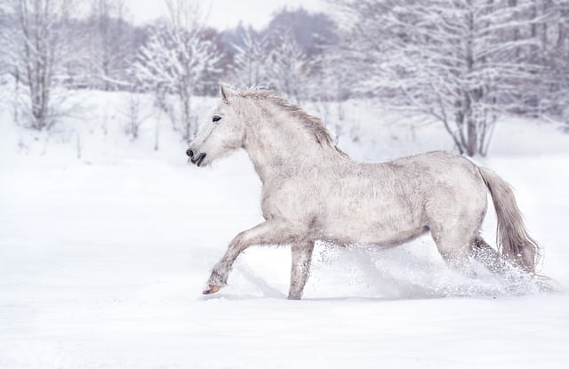 horse-horse-lead-rope-horses-640x480-59406528.jpeg