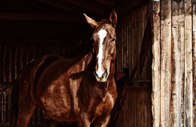 horse, horse rope